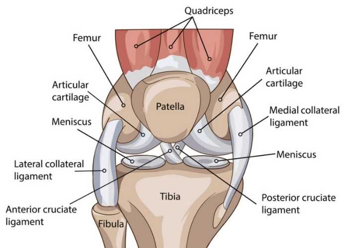 Knee Anatomy | Atlanta GA
