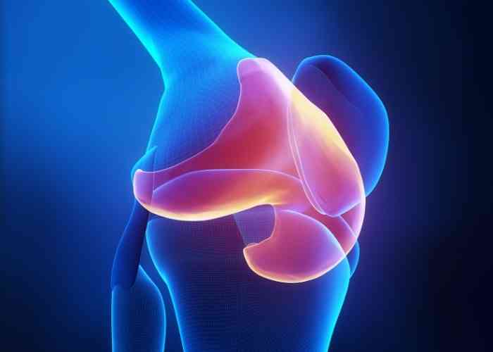Cartilage Cartilage of the Knee