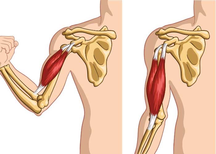 Biceps Tendon | Atlanta, GA