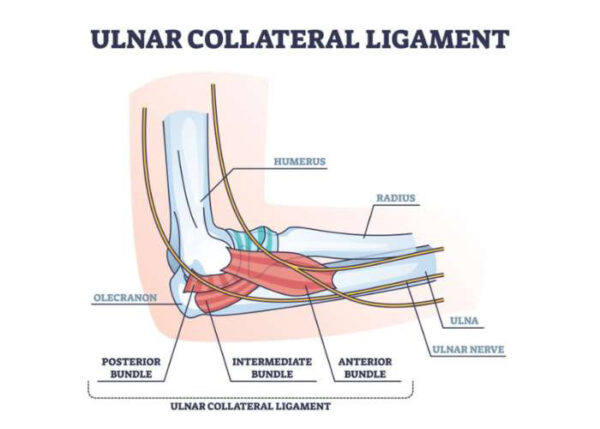 UCL or Ulnar Collateral Ligament in the Elbow